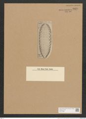 Surirella sp. (de-Toni-Nr.: Genus 53, Species 2356 ?) Zeichnungen Sammlung Grunow Nr. 4828 (NHMW-BOT-W0372988)
